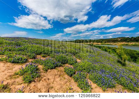 Wide Angle View Of Famous Texas Bluebonnet (lupinus Texensis) Wildflowers