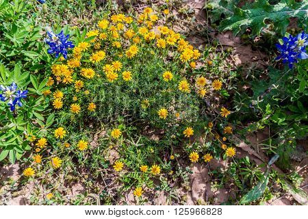 Beautiful Bright Bristle-leaf Dyssodia  Wildflowers In A Field Of Texas Bluebonnets.