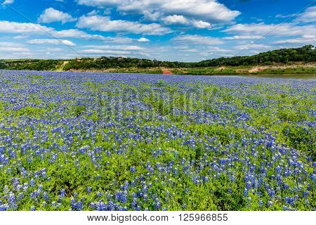 Wide Angle View Of Famous Texas Bluebonnet (lupinus Texensis) Wildflowers