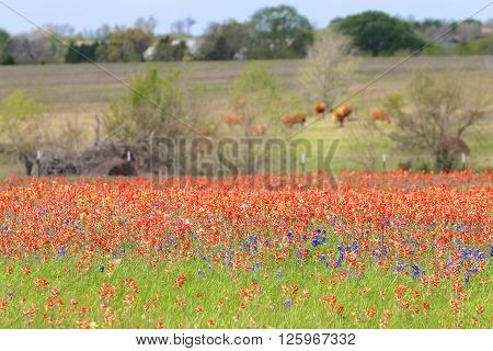 Blue Bonnet and Indian Paintbrush are at full boom in Brenham, TX