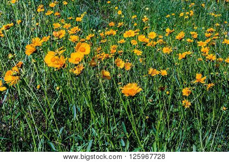 Beautiful Bright Yellow Lanceleaf Coresopsis Wildflowers In A Field.
