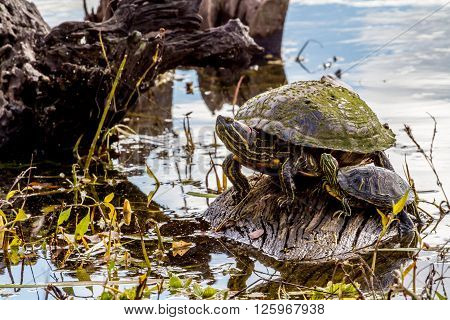 A Turtle At Brazos Bend Texas.