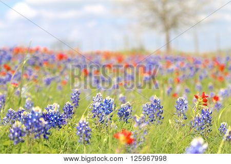 Blue Bonnet and Indian Paintbrush are at full boom in Brenham, TX
** Note: Shallow depth of field