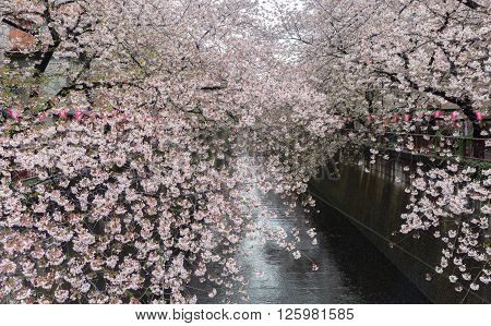 Sakura. Cherry blossom at Meguro Canal in Tokyo Japan.