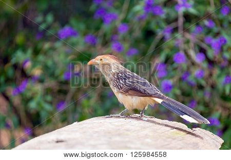 Guira cuckoo (Guira guira), South American bird