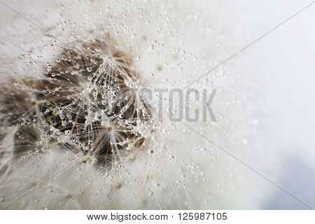 Dandelion Seed With Water Drops