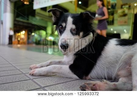 Thailand Dog (one eye) Looking a Hope - (Selective focus)