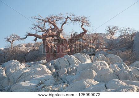 Babobab Tree Among Granite Boulders