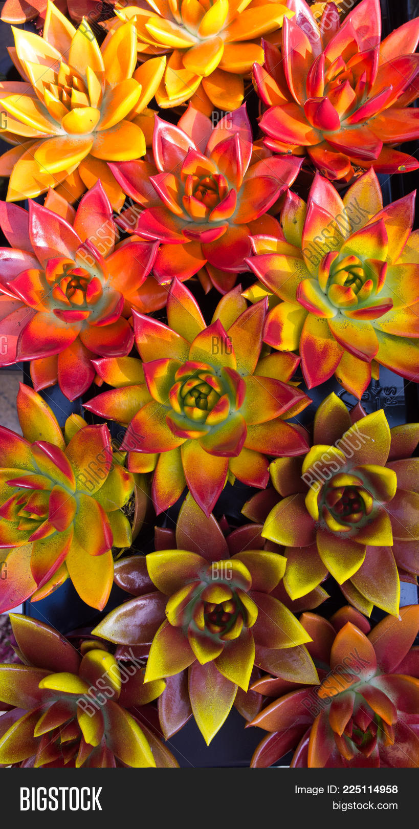 Succulents Orange Red Image Photo Free Trial Bigstock
