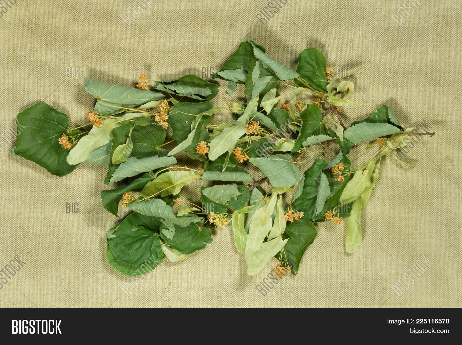 Image Preview