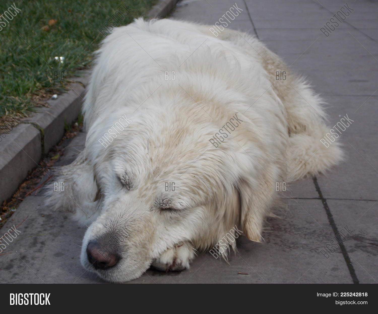 Image Preview