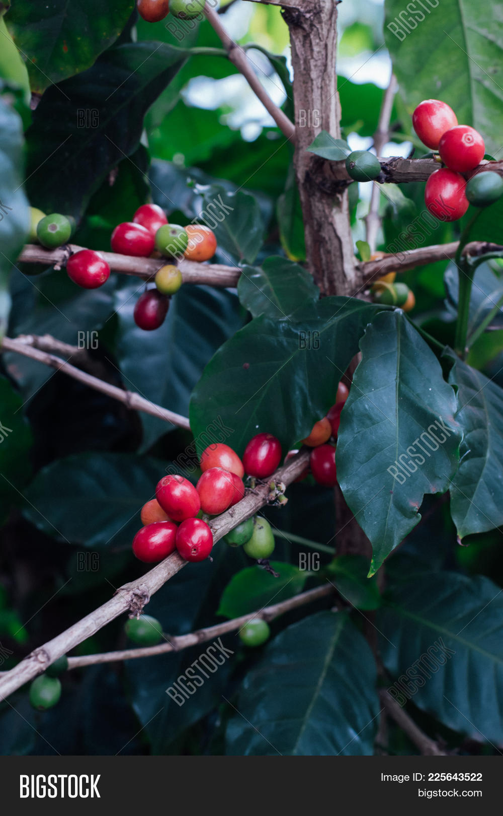 Coffee Cherries Raw Image & Photo (Free Trial) Bigstock