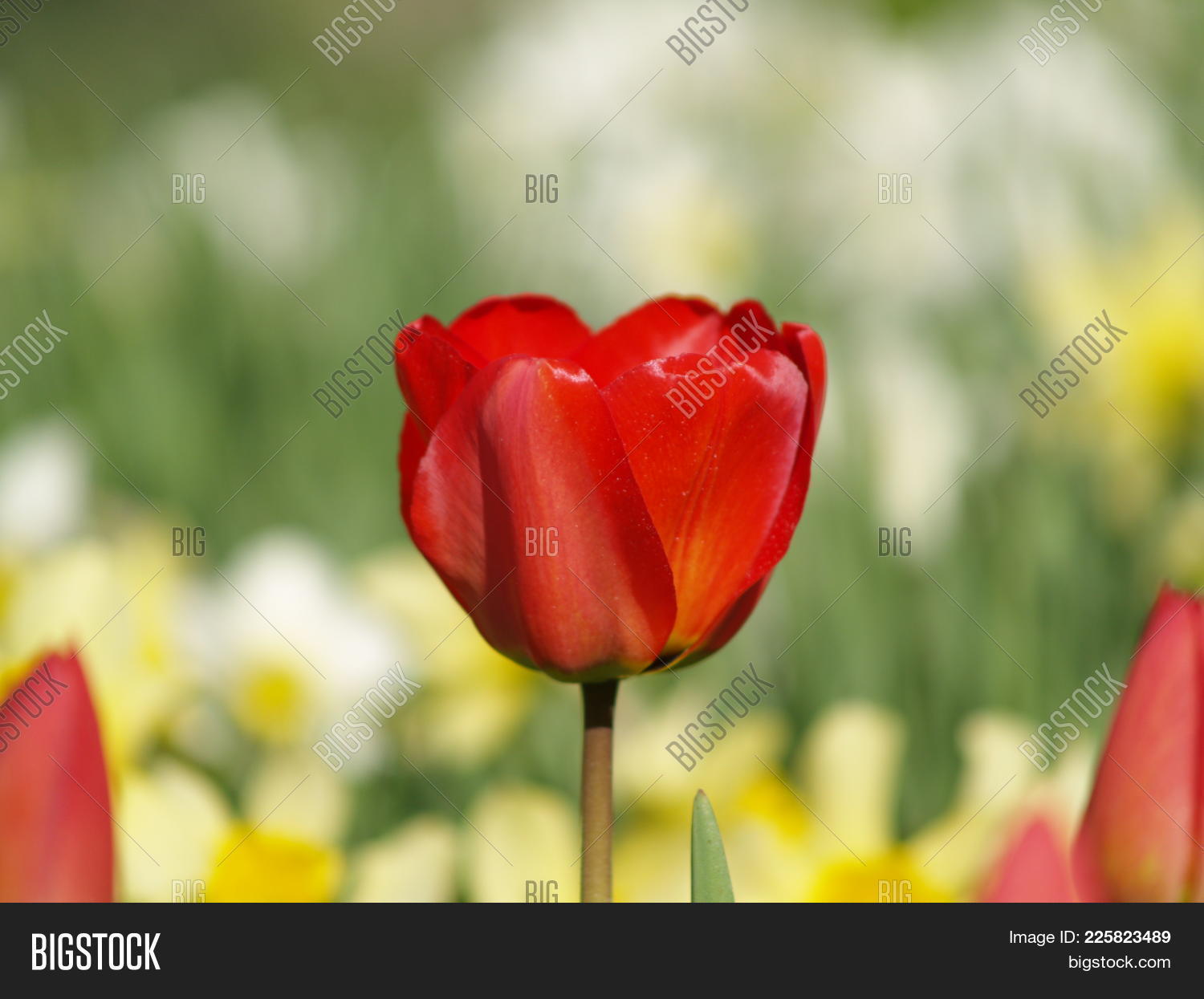 red spring powerpoint background powerpoint template red spring spring ppt background