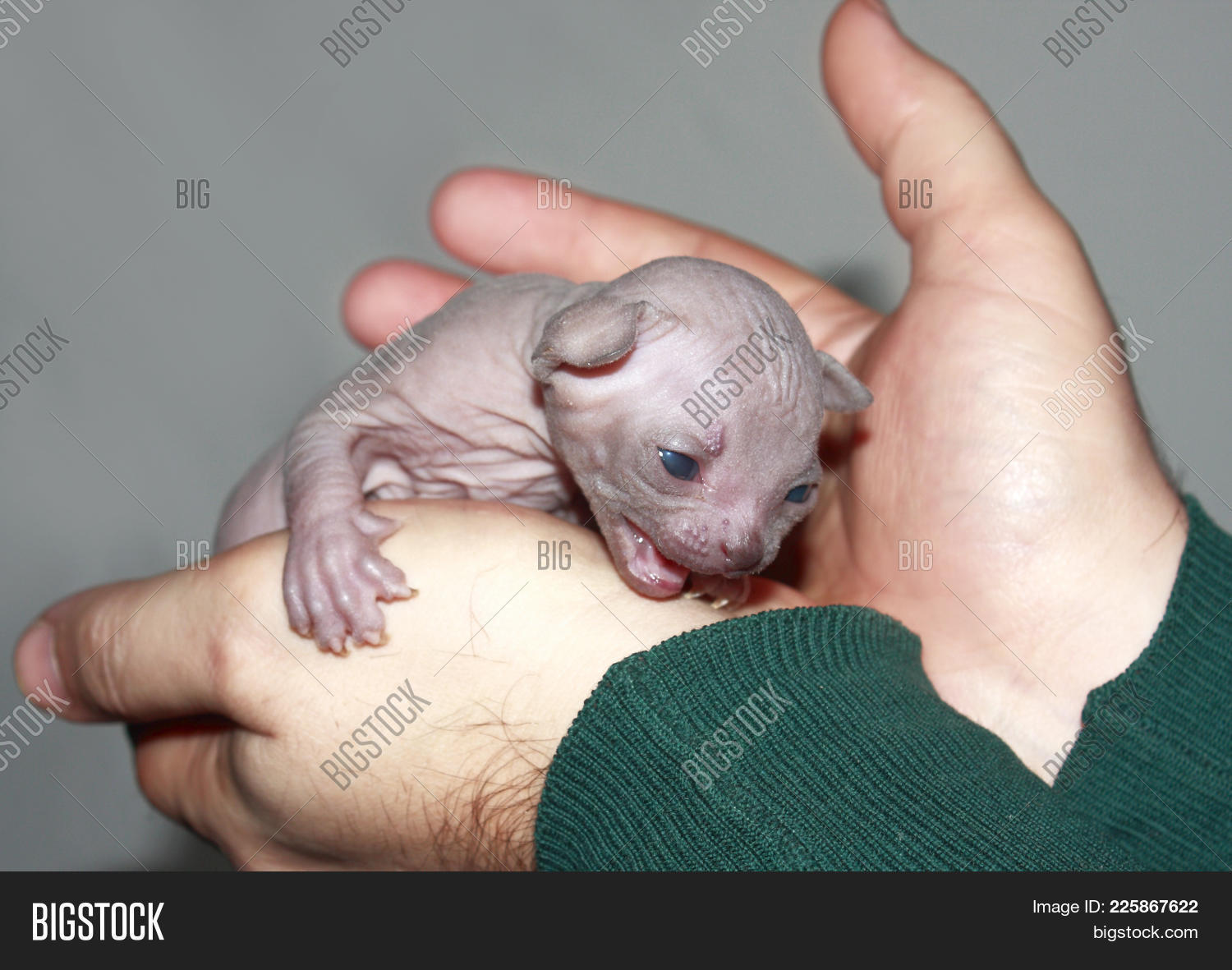 Newborn Kitten Image & Photo (Free Trial) | Bigstock