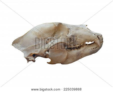 Skull of Brown bear on a white background