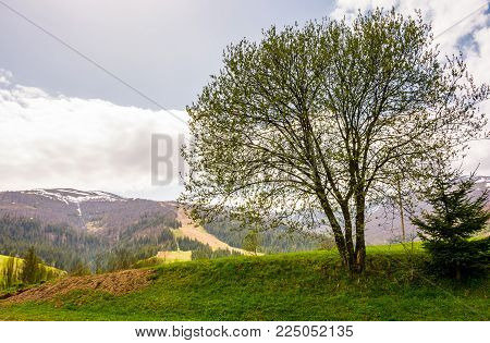 tree on a grassy hillside in mountains. lovely countryside springtime background on a cloudy day