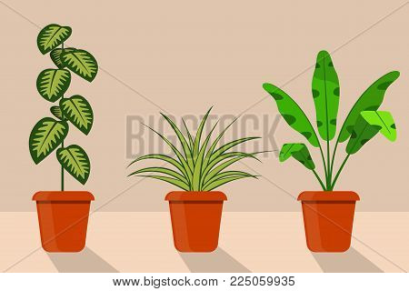 Flat Style Room Plants In Pots, Vector Illustration. Disocactus, Monstera, Sansevieriya.