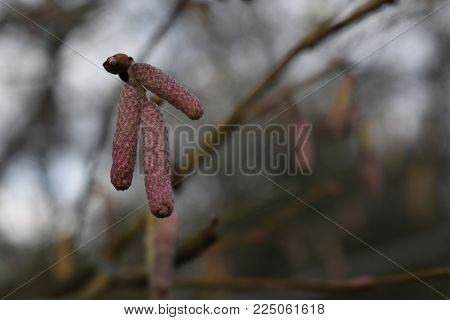 Closeup of red catkins growing in woodland, taken with a shallow depth of field.