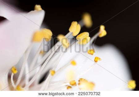 yellow pollen in a white flower. macro .