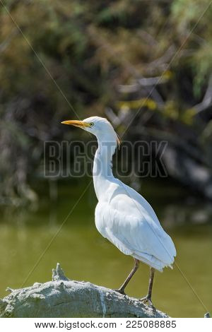 Wild Birds Little Egret In National Park, Provence, France