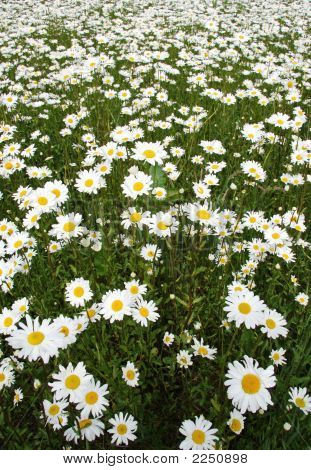 Ox Eyed Daisies