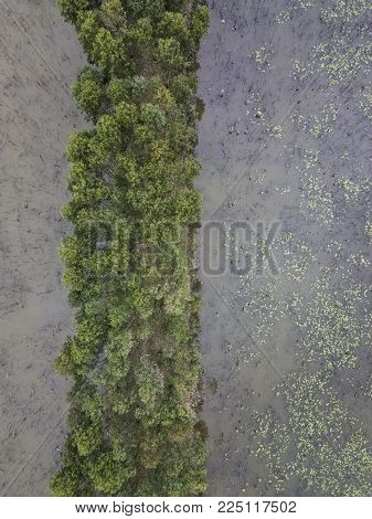 drone view of row of trees on narrow land between water