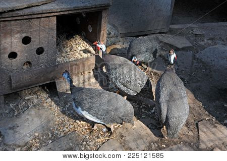 Helmeted Guineafowl On Farm