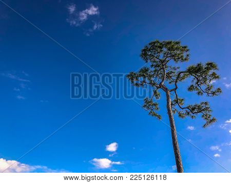 One Tall Slash Pine And A Blue Sky