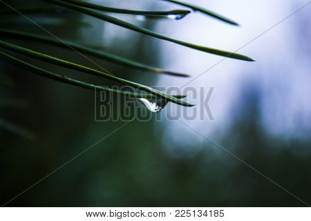 the forest reflected in a drop of water on a spruce needle