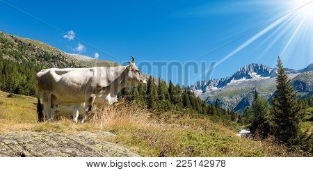 White Cow On A Mountain Pasture, National Park Of Adamello Brenta With The Peak Of Care Alto. Trenti