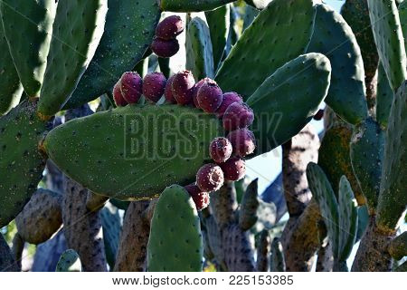 Cactus Opuntia Sp. In Australia