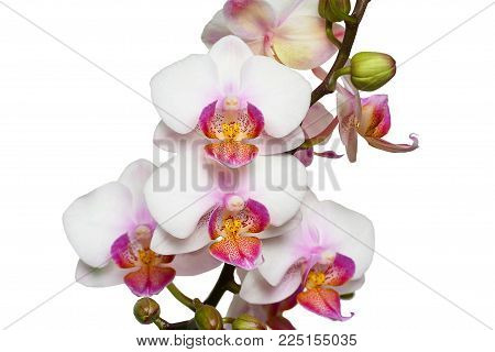 Phalaenopsis orchid close-up on a white background.