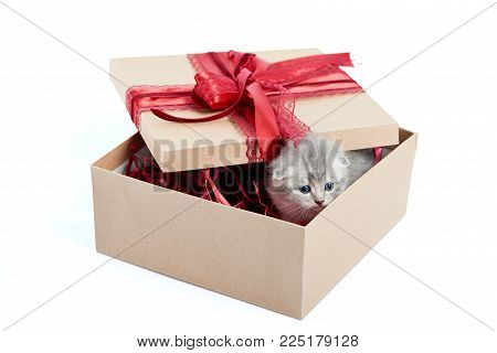 Little grey adorable kitten looking out of decorated birthday box being a cute present for someone. Small gray funny charming kittycat amusing playful fluffy kittycat cuteness happiness valentine