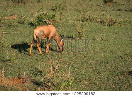 Common Tsessebe On A Grass Field In Masai Mara