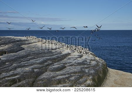 Large Group Of Imperial Shag (phalacrocorax Atriceps Albiventer) On The Coast Of Bleaker Island On T