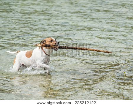 Happy six-year-old Danish Swedish Farmdog playing fetch in water during summer in Sweden. This breed, which originates from Denmark and southern Sweden is lively and friendly.