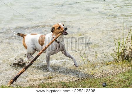 Happy six-year-old Danish Swedish Farmdog playing fetch in water during summer in Sweden. This breed, which originates from Denmark and southern Sweden is lively and friendly.