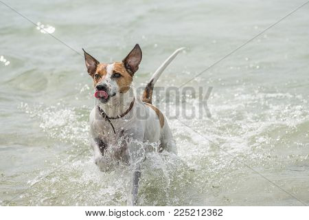 Happy six-year-old Danish Swedish Farmdog playing fetch in water during summer in Sweden. This breed, which originates from Denmark and southern Sweden is lively and friendly.