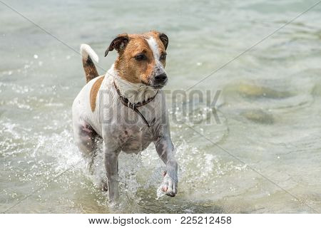 Happy six-year-old Danish Swedish Farmdog playing fetch in water during summer in Sweden. This breed, which originates from Denmark and southern Sweden is lively and friendly.