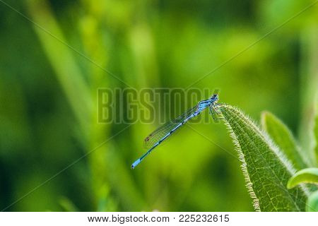 Anamorphic blue dragonfly Arrow Southern (Coenagrion mercuriale). Blue Damselfly Coenagrionidae insect on a green herb leaf. Natural background with selective focus.