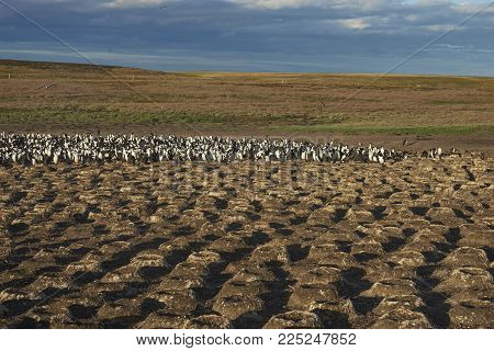 Large Colony Of Imperial Shag (phalacrocorax Atriceps Albiventer) On Bleaker Island On The Falkland 
