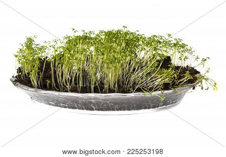 cress sprouts (Lepidium sativum) isolated on a white background