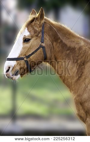 Workhorse With A White Spot On The Forehead