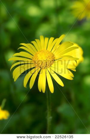 Doronicum Grandiflorum ชิดขึ้น