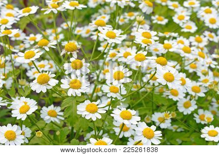 Flowers feverfew (Tanacetum parthenium) in the garden