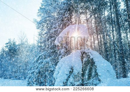 Landscape with the omage of a winter forest