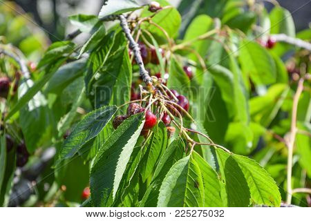 Berries Of Sweet Cherries On The Branches Of A Tree. Ripe Sweet Cherry