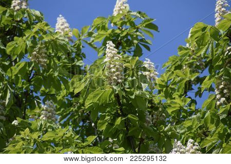 Spring blossoming chestnut tree flowers. Aesculus hippocastanum blossom of horse-chestnut tree
