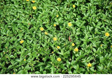 Green Leaf With Daisy Floers Vidid Patter Nature Background