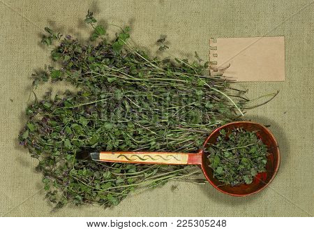 Glechoma hederacea. Dry herbs for use in alternative medicine, phytotherapy, spa, herbal cosmetics. Preparing infusions, decoctions, tinctures. Used in powders, ointments, butter, tea, bath
